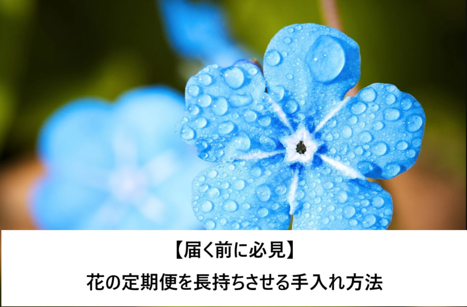 【届く前に必見】花の定期便を長持ちさせる手入れ方法