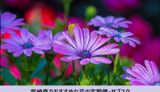 宮崎県（宮崎市・その他市部）でおすすめな花の定期便・サブスク