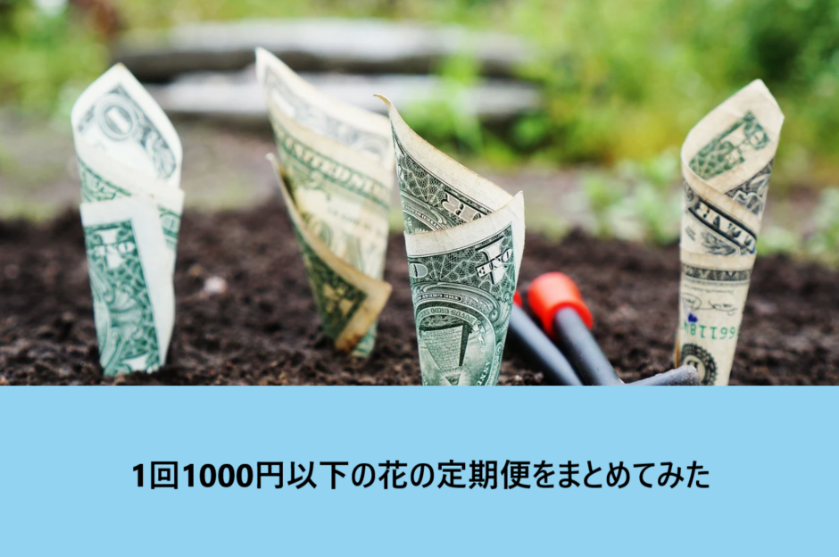 【物足りない？】1回1000円以下の花の定期便・サブスクをまとめてみた